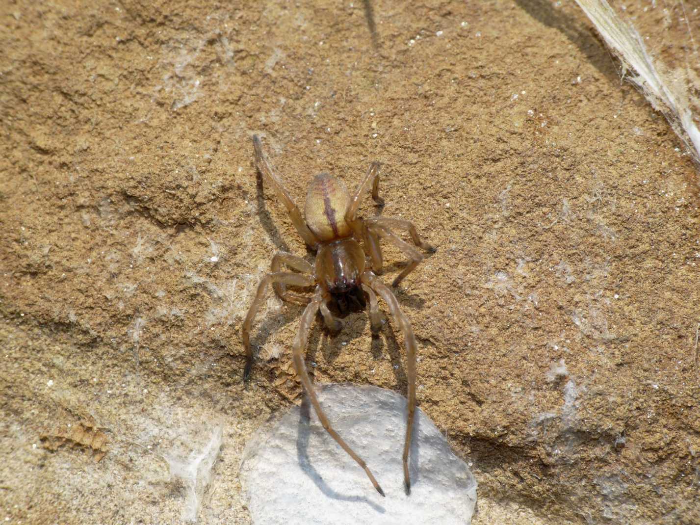 Giovane Cheiracanthium (maschio subadulto?)